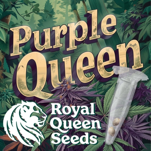 Purple Queen Photo (Photoperiodic Indica)